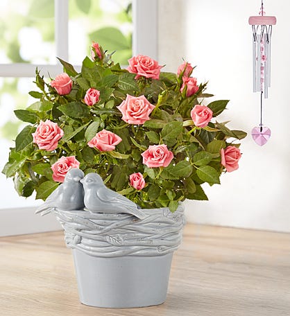 Love Birds Pink Rose Plant